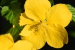 ヤマブキ	山吹	Kerria japonica	4～5月